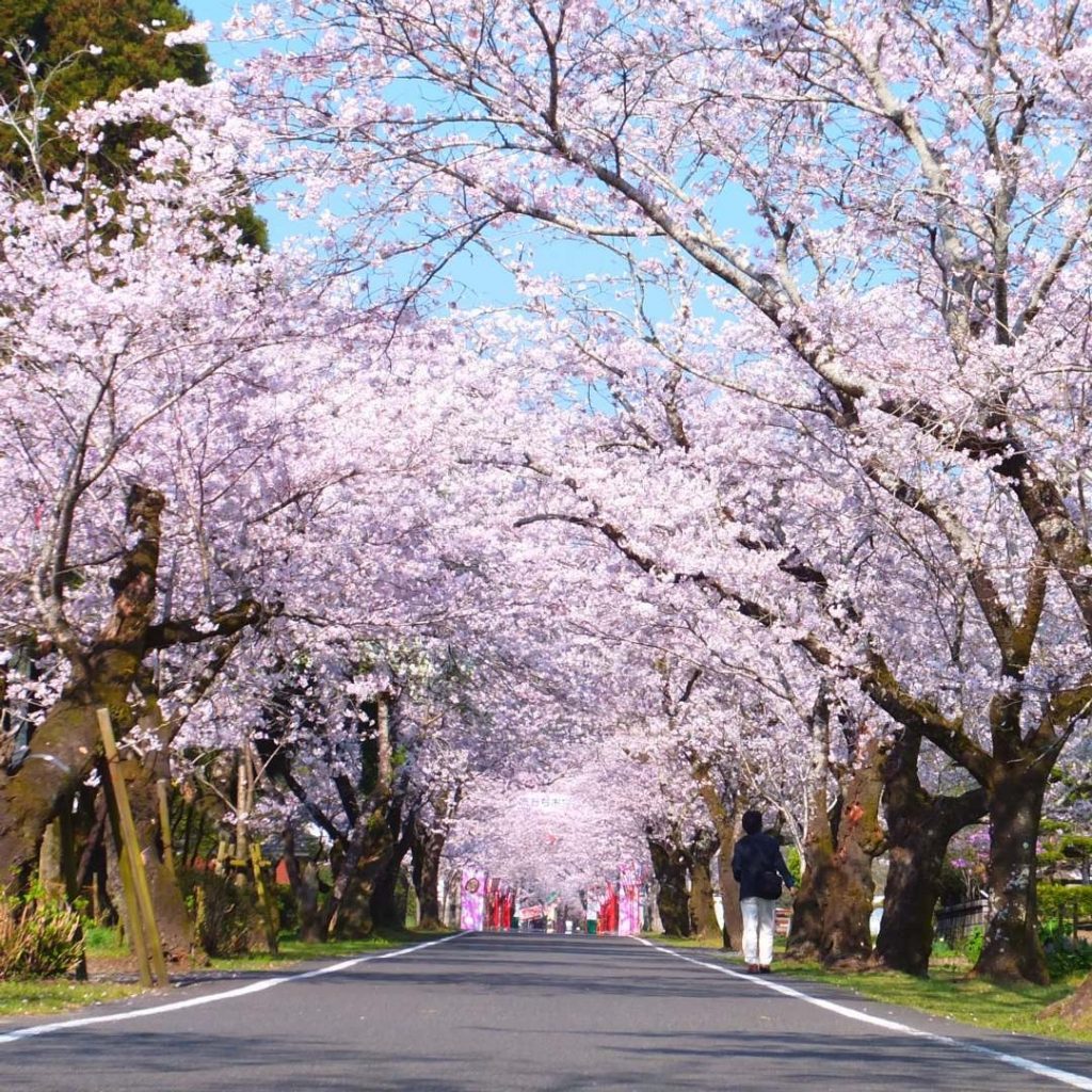 【九州櫻花2020】7大九州賞櫻熱點逐個數 XXX原來入選「百大櫻花名所」 九州櫻花2020