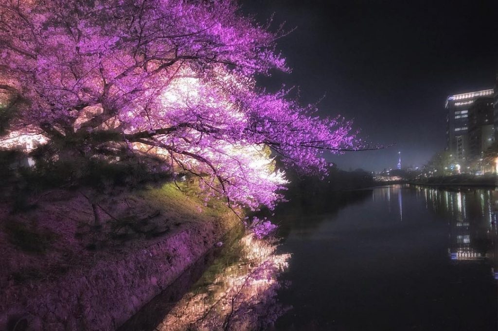 【九州櫻花2020】7大九州賞櫻熱點逐個數 XXX原來入選「百大櫻花名所」 九州櫻花2020