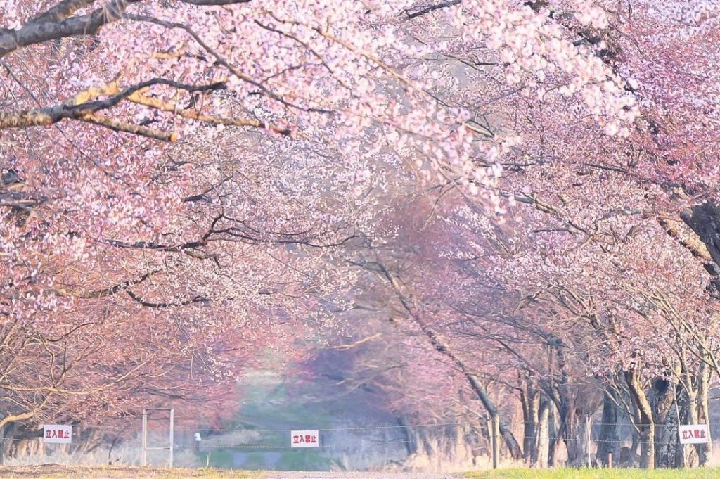 北海道櫻花2020