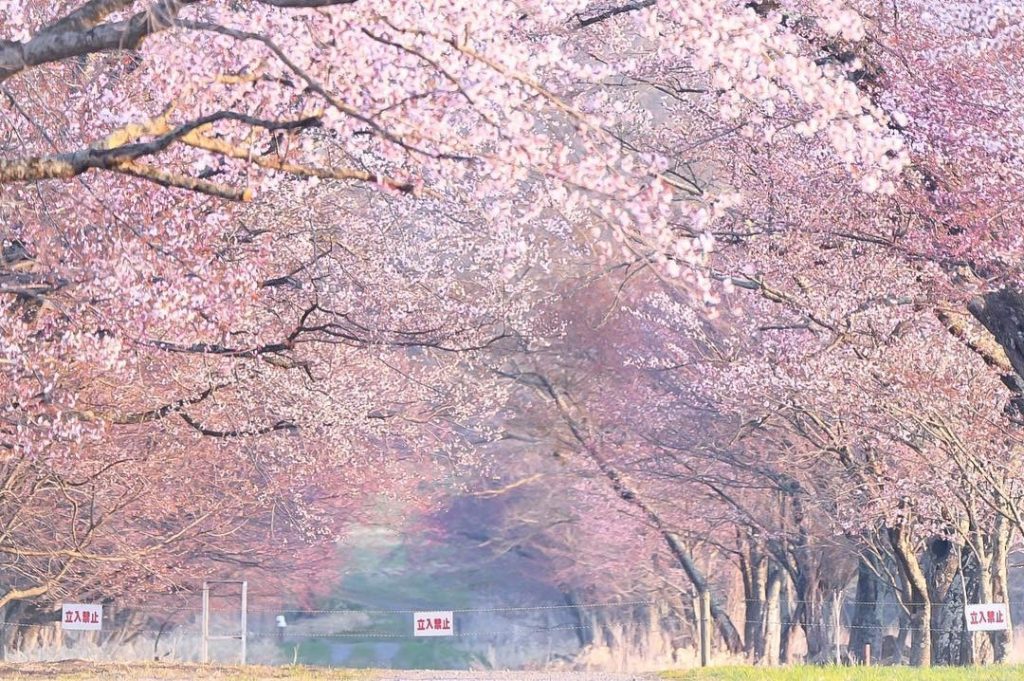 【北海道櫻花2020】5大必去北海道賞櫻名所推介 就連當地人都認證! 北海道櫻花2020