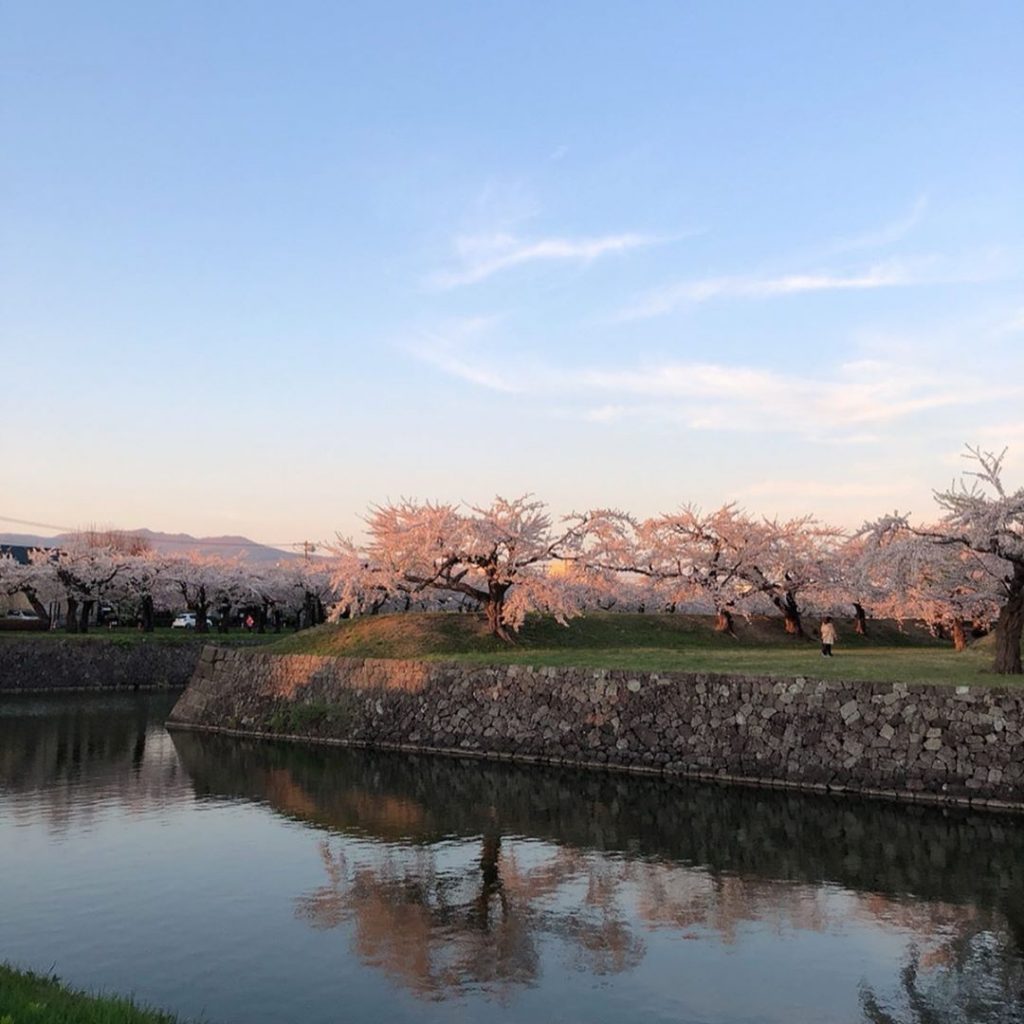 北海道櫻花2020