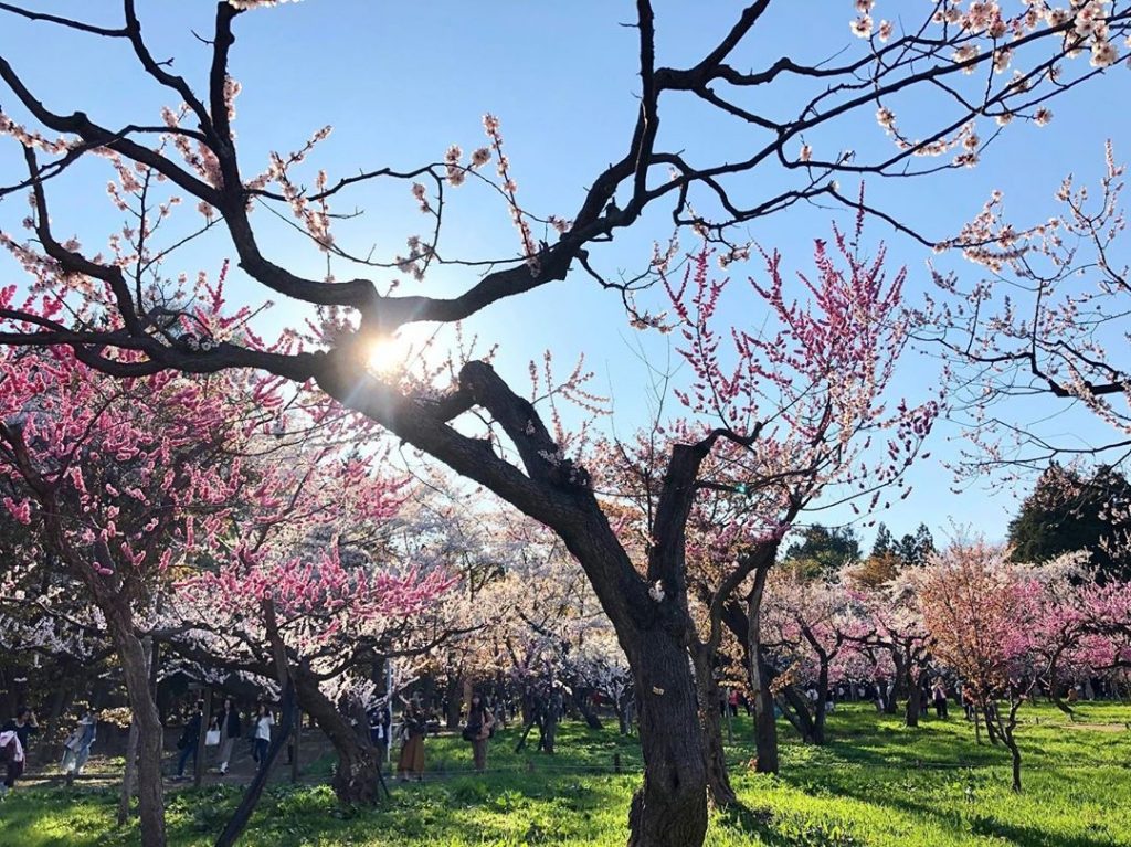 北海道櫻花2020