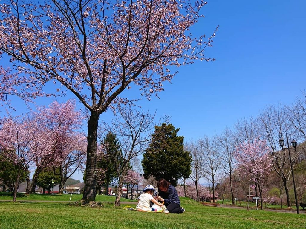 北海道櫻花2020