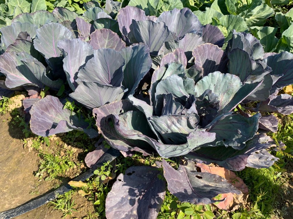 【士多啤梨園】$32獨家套票即送1盒士多啤梨 本地農莊即摘大大粒草莓(附交通教學) 士多啤梨園