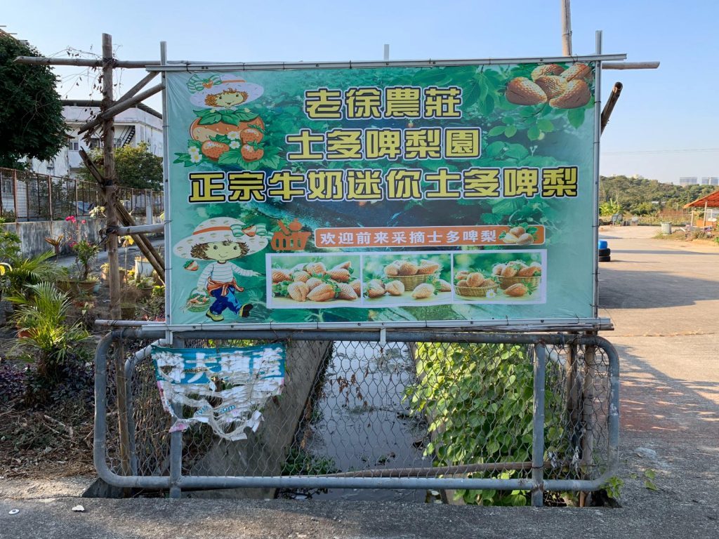【士多啤梨園】$32獨家套票即送1盒士多啤梨 本地農莊即摘大大粒草莓(附交通教學) 士多啤梨園