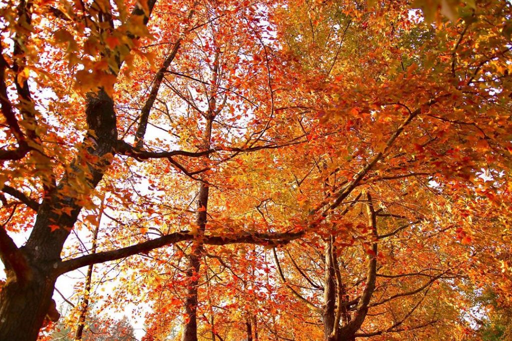 【大棠紅葉】元朗一日遊行程推介:大棠行山睇紅葉、農莊餵羊+騎馬+繩網陣 大棠紅葉