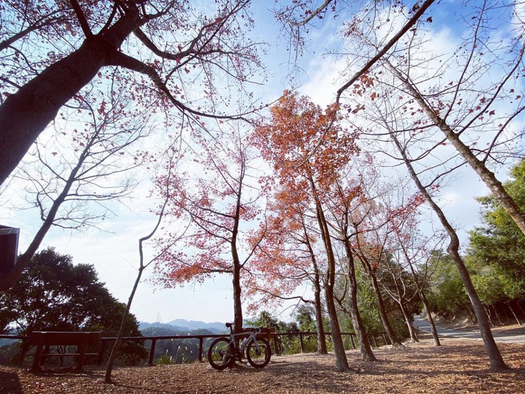 親子好去處-大棠紅葉