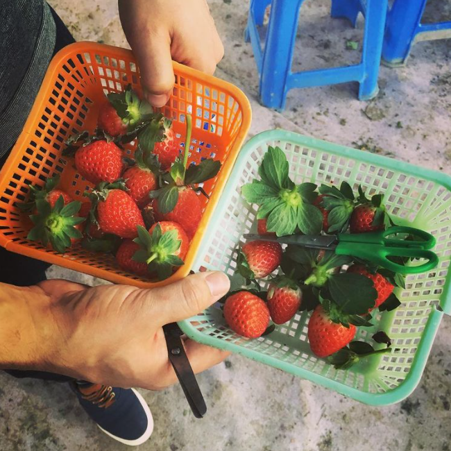 【士多啤梨園】摘得喇喂!7大人氣士多啤梨園推介（2020年更新） - 永安旅遊