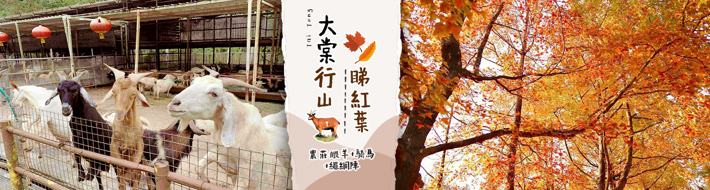 大棠紅葉 元朗一日遊行程推介 大棠行山睇紅葉 農莊餵羊 騎馬 繩網陣 永安旅遊