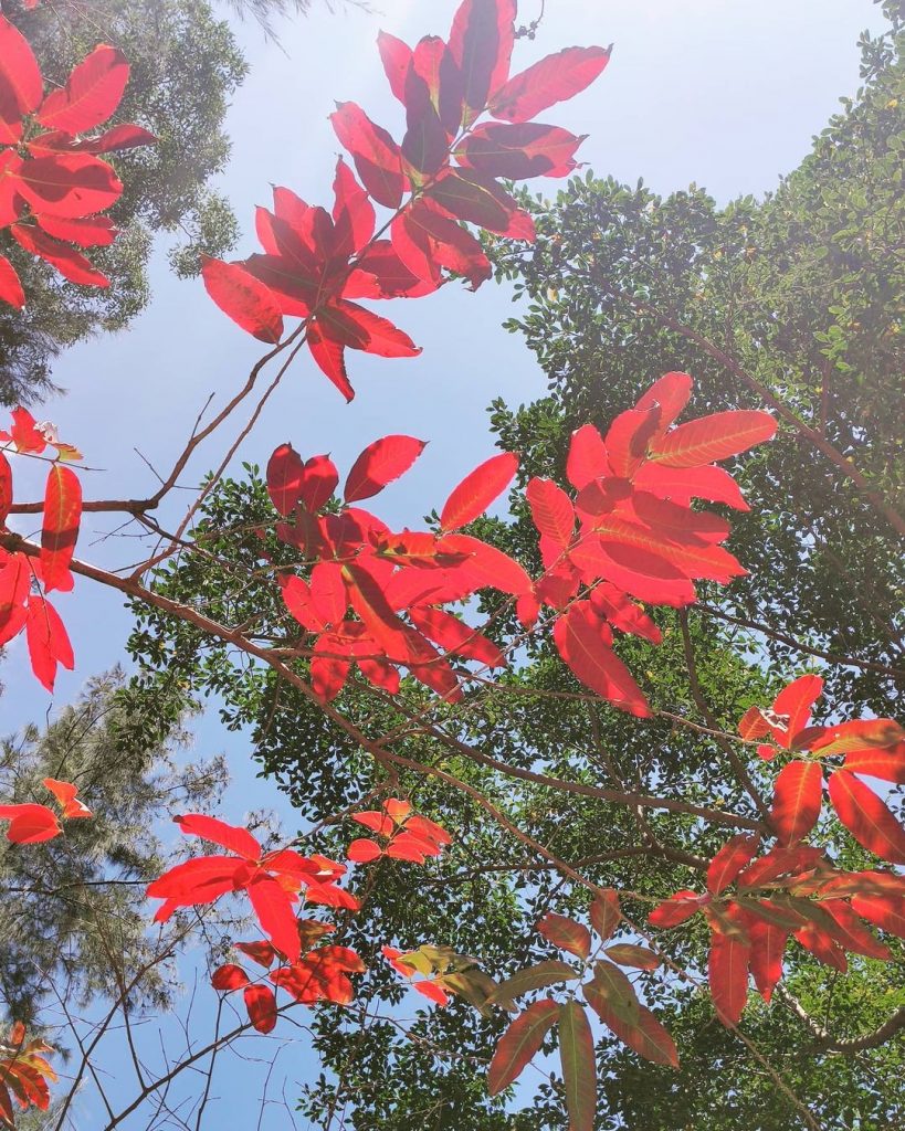 【香港紅葉2021】5大必訪香港紅葉景點　近郊行山賞楓、市區輕鬆打卡