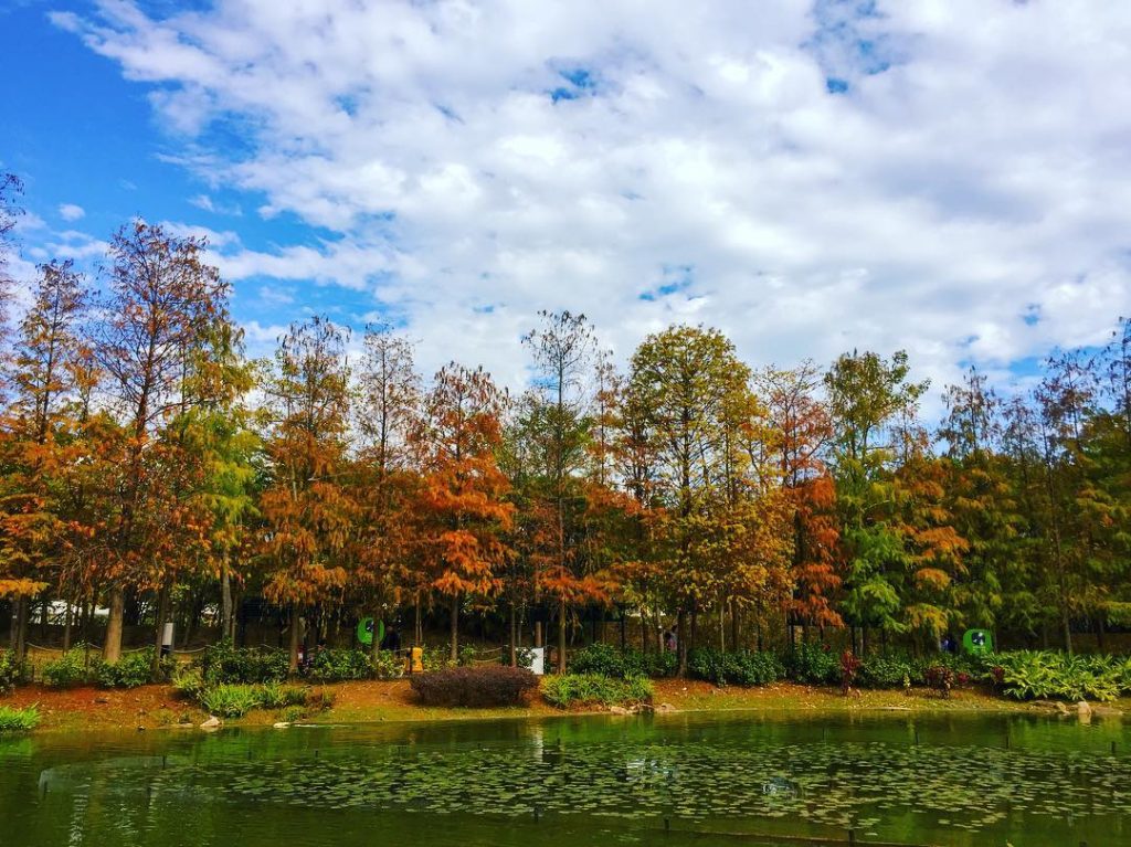 香港紅葉-青衣公園紅葉