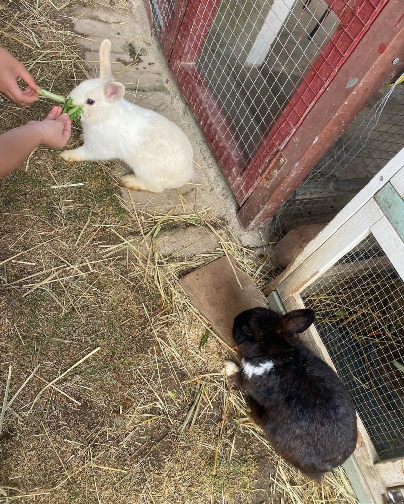 假日好去處-農莊-小白兔音樂農莊