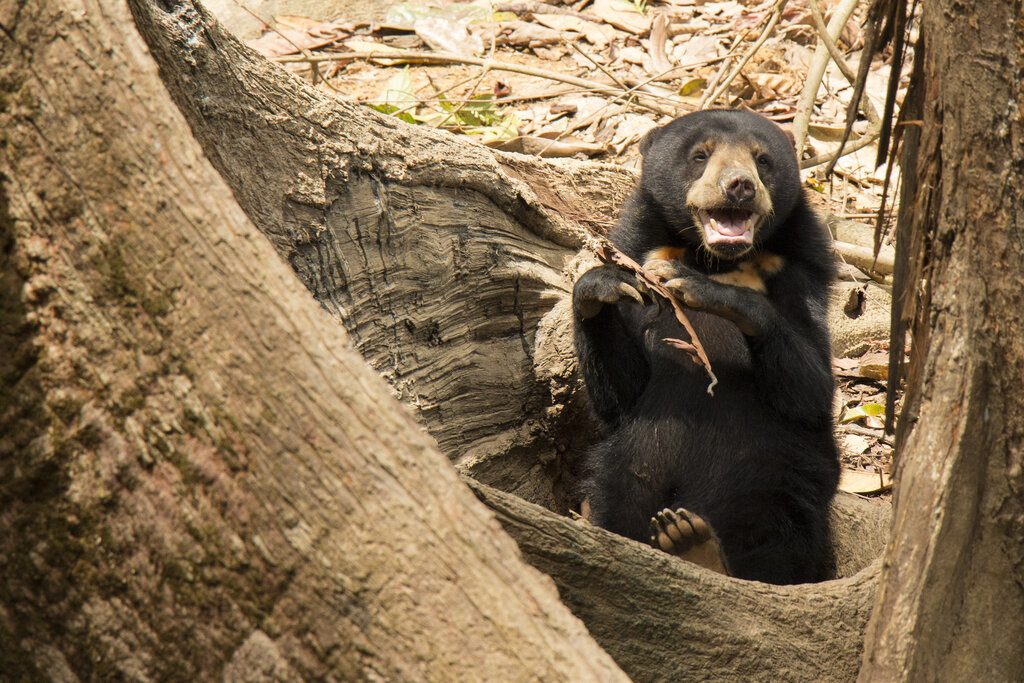 沙巴旅遊-婆羅洲馬來熊保育中心