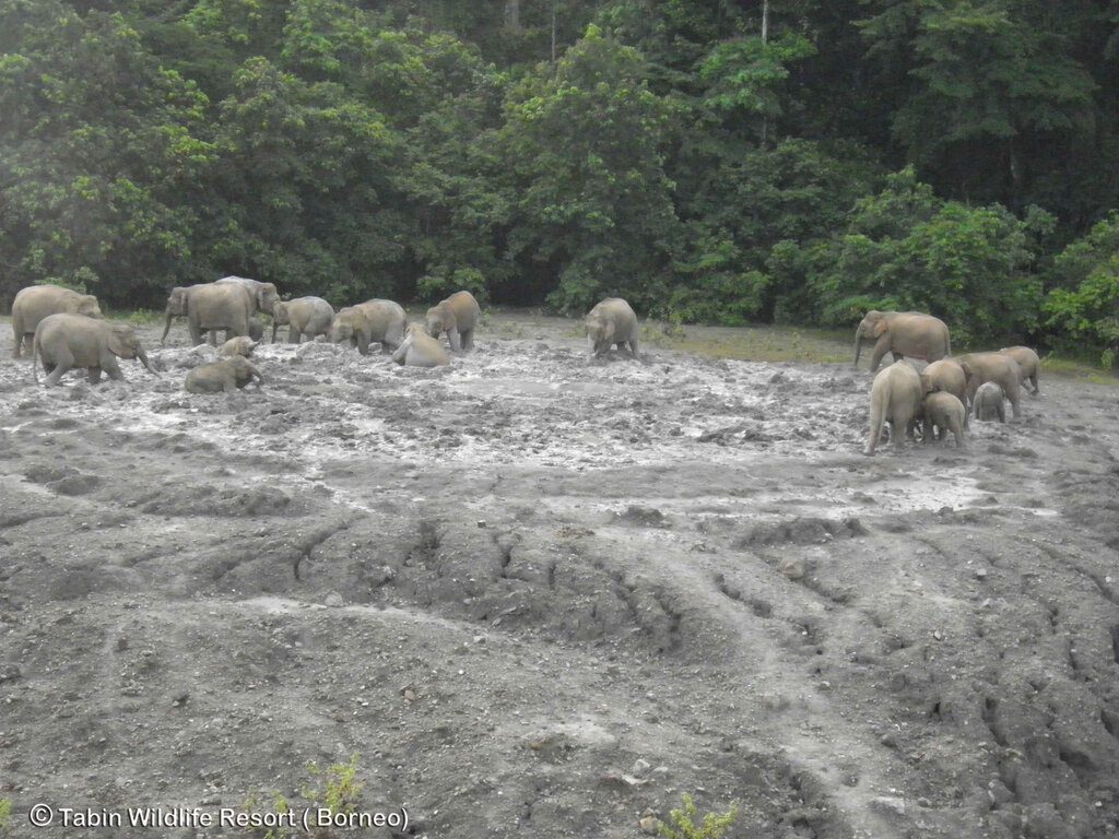 沙巴旅遊-塔賓野生動物保護區