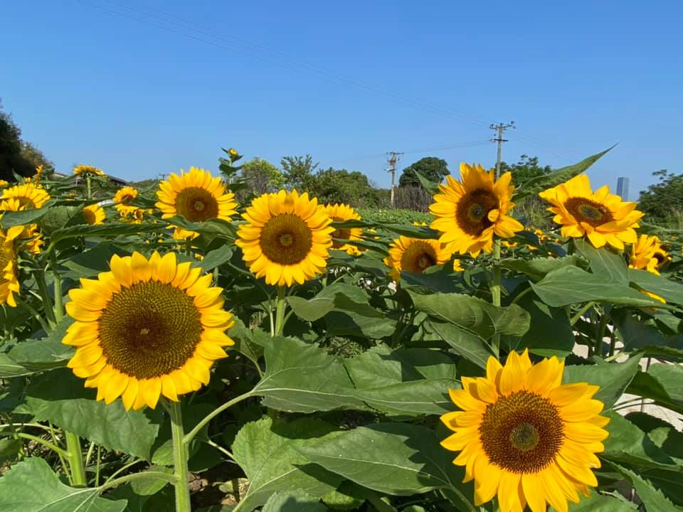 信芯園