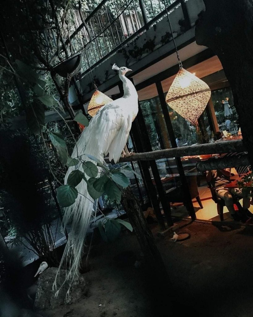 【曼谷美食】自認網美就該去!7大必訪打卡餐廳推薦:50's美式懷舊速食店+森林系CAFE+… 曼谷美食-The Gardens Of Dinsor Palace