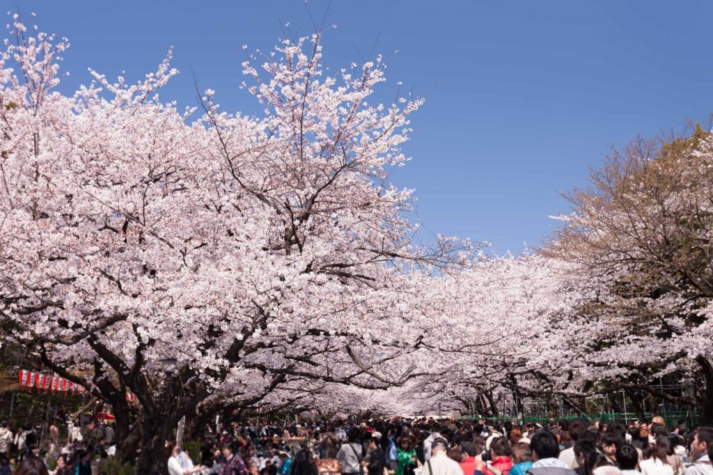 人氣東京櫻花熱點 | 上野恩賜公園