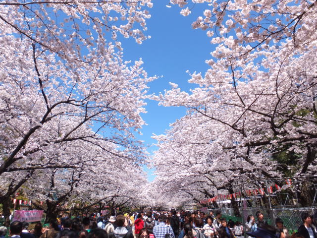 人氣東京櫻花熱點 | 上野恩賜公園