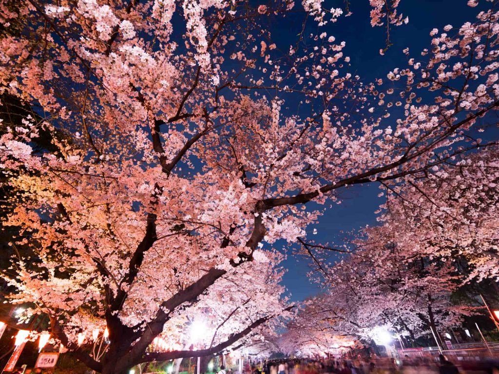 人氣東京櫻花熱點 | 上野恩賜公園