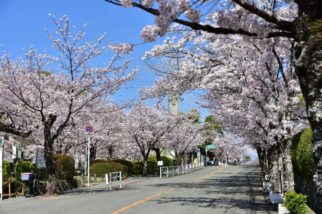 人氣大阪櫻花熱點 | 五月山公園