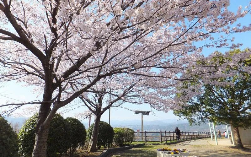 人氣大阪櫻花熱點 | 五月山公園