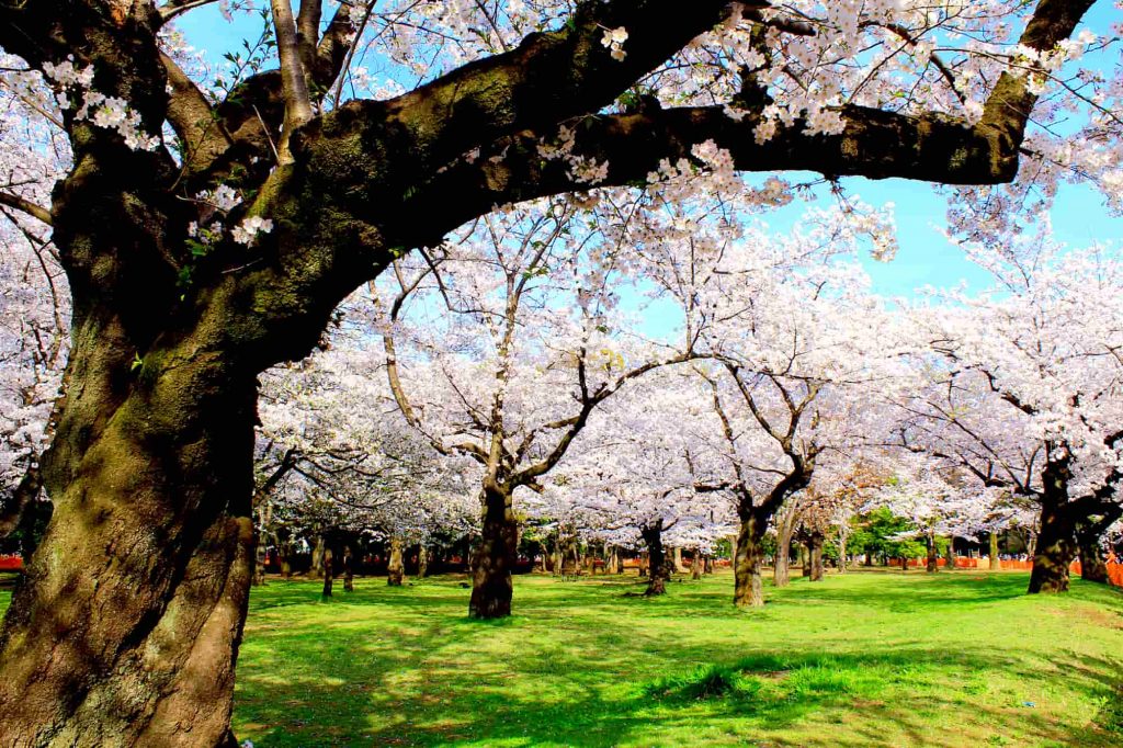 人氣東京櫻花熱點 | 代代木公園