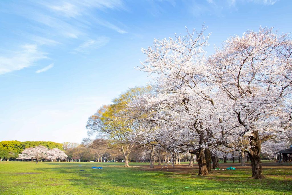 人氣東京櫻花熱點 | 代代木公園