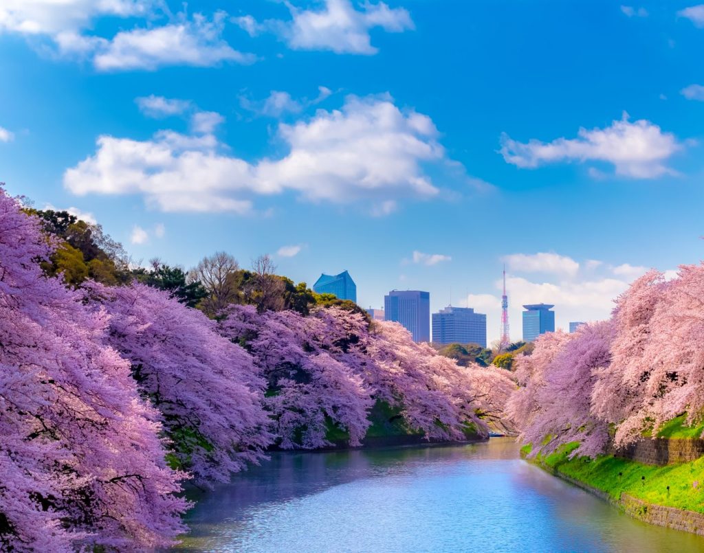 人氣東京櫻花熱點 | 千鳥之淵