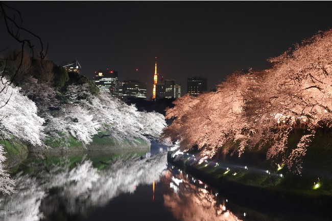 東京櫻花2024 | 7大東京櫻花人氣景點推介 3月底起賞盡漫天櫻花 人氣東京櫻花熱點 | 千鳥之淵