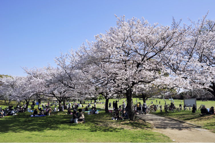 人氣大阪櫻花熱點 | 大仙公園