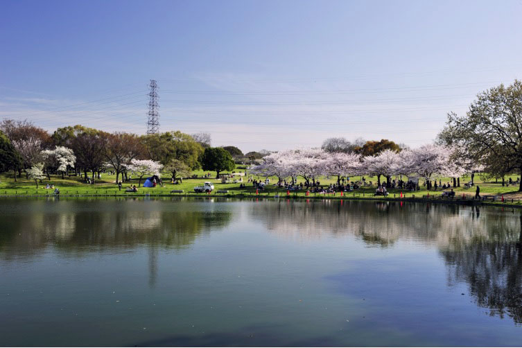 人氣大阪櫻花熱點 | 大仙公園