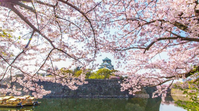 人氣大阪櫻花熱點 | 大阪城公園