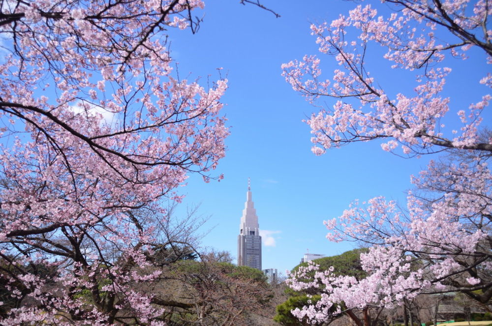 人氣東京櫻花熱點 | 新宿御苑