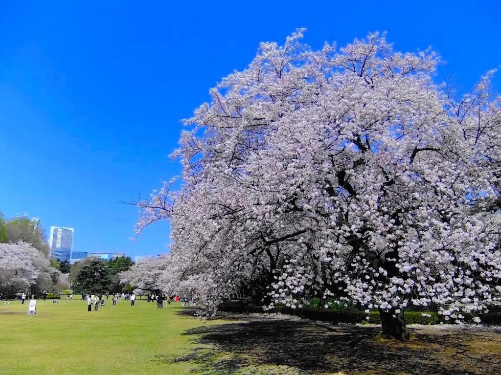 人氣東京櫻花熱點 | 新宿御苑