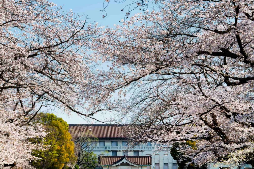 東京櫻花2024 | 7大東京櫻花人氣景點推介 3月底起賞盡漫天櫻花 人氣東京櫻花熱點 | 東京國立博物館