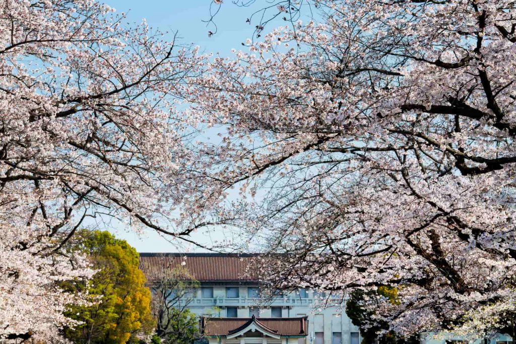 人氣東京櫻花熱點 | 東京國立博物館