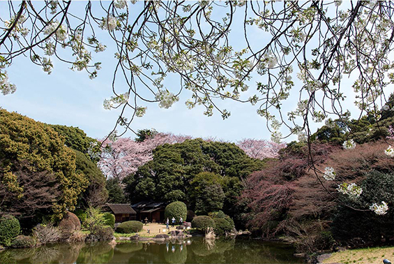 人氣東京櫻花熱點 | 東京國立博物館