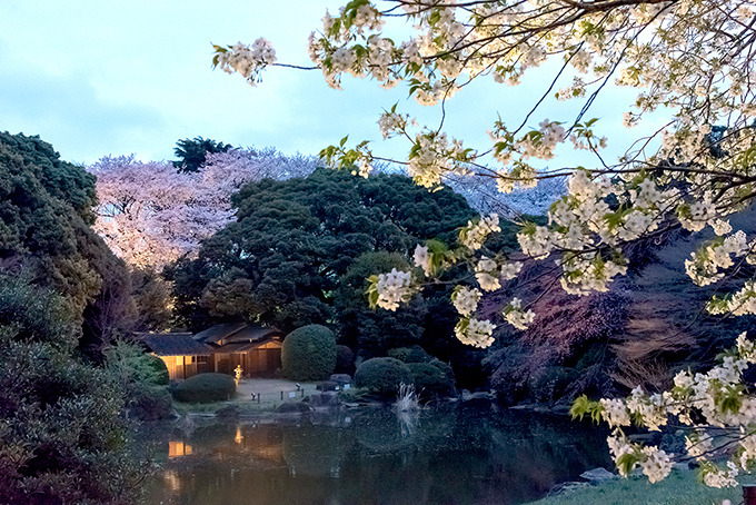 人氣東京櫻花熱點 | 東京國立博物館