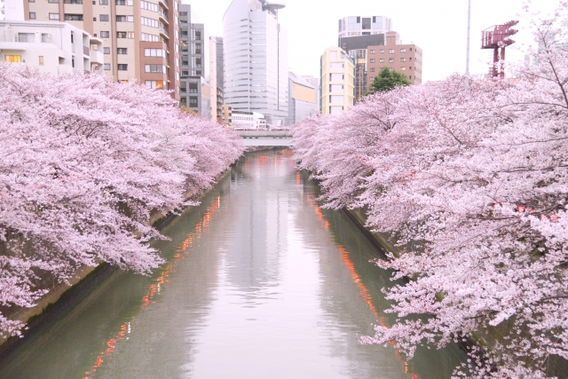 人氣東京櫻花熱點 | 目黑川