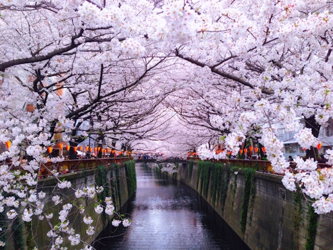 人氣東京櫻花熱點 | 目黑川