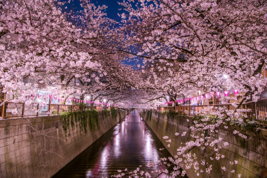 東京櫻花2024 | 7大東京櫻花人氣景點推介 3月底起賞盡漫天櫻花 人氣東京櫻花熱點 | 目黑川