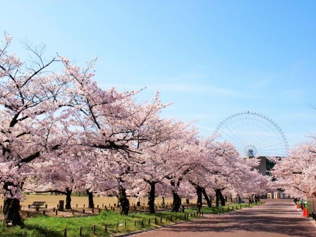 人氣大阪櫻花熱點 | 萬博紀念公園