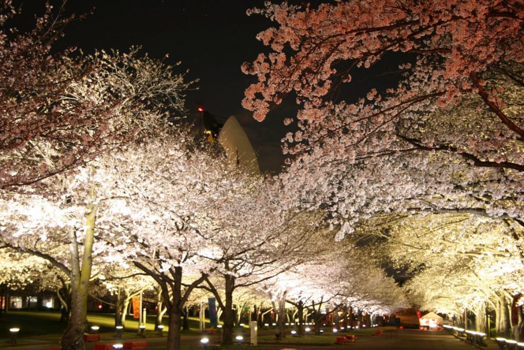 人氣大阪櫻花熱點 | 萬博紀念公園