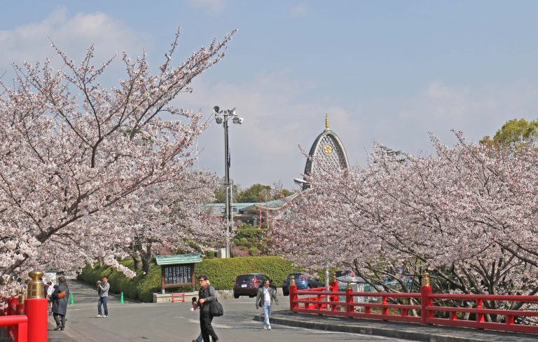 人氣大阪櫻花熱點 | 辯天宗冥應寺