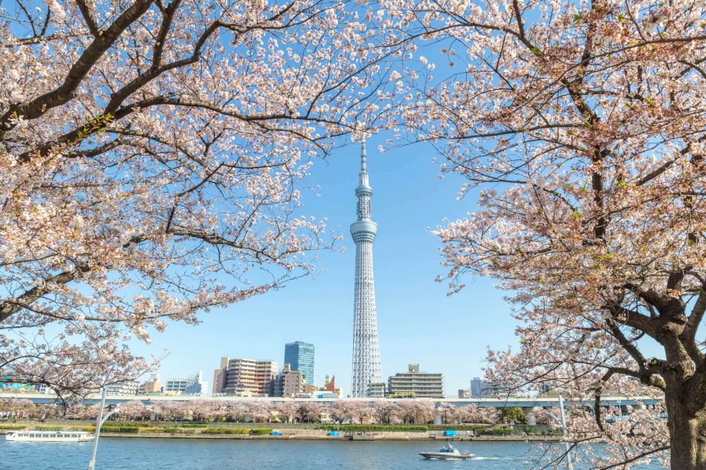 人氣東京櫻花熱點 | 隅田公園