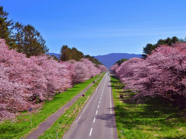人氣北海道櫻花熱點 | 二十間道路櫻花大道