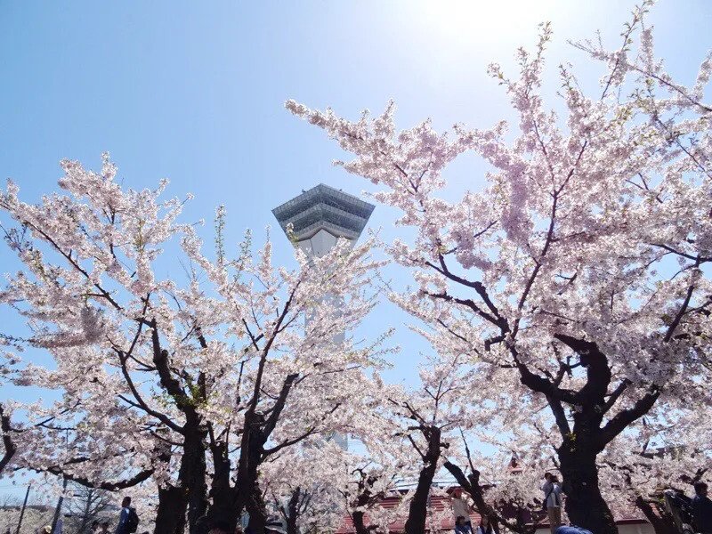 人氣北海道櫻花熱點 | 五稜郭公園