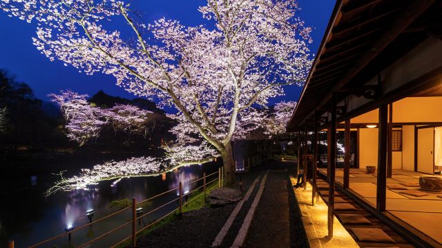 九州櫻花2024 | 走遍7個九州櫻花景點推介 踏遍九州各處賞櫻花