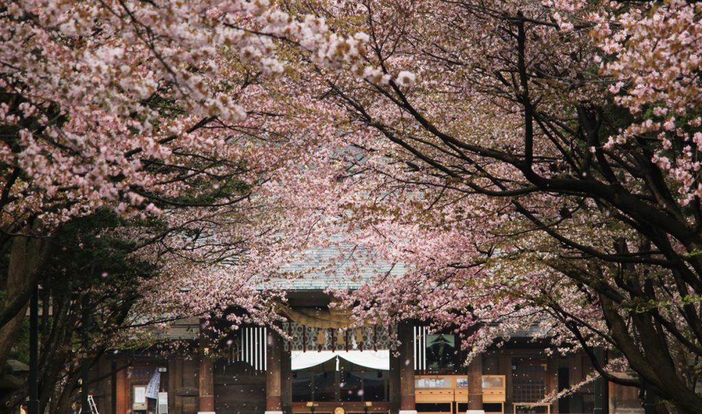 人氣北海道櫻花熱點 | 北海道神宮