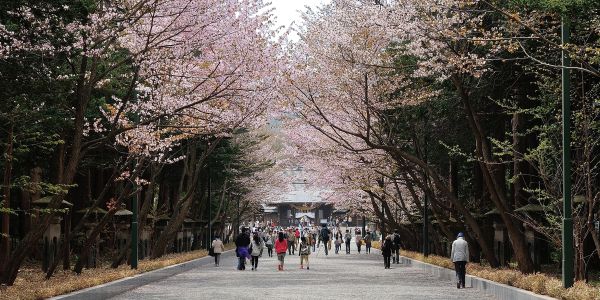 人氣北海道櫻花熱點 | 北海道神宮